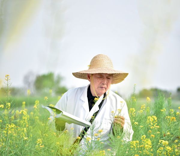 油菜院士,“花開”60年