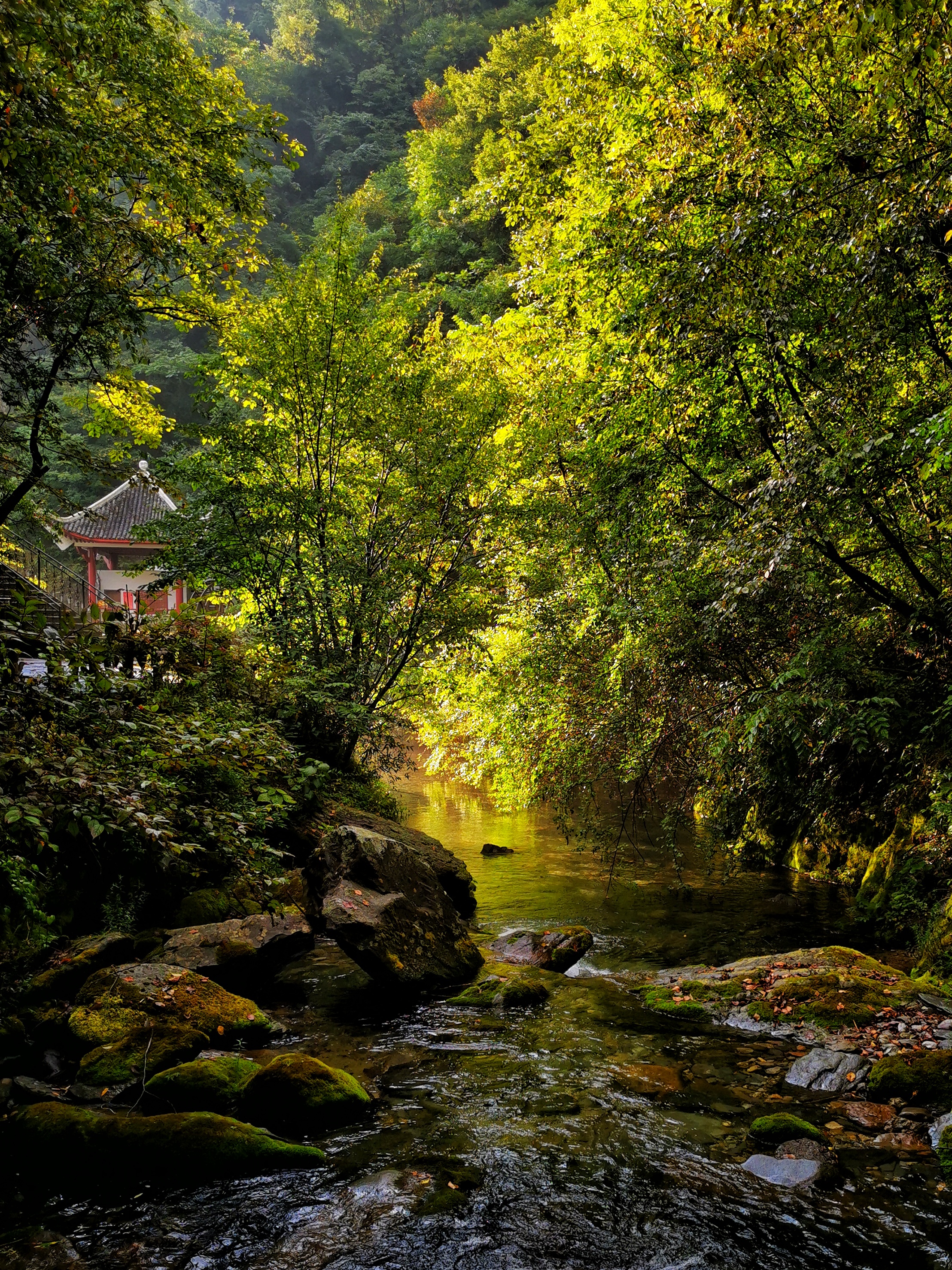 探秘生命秘境神農架 | 手機里的中國世界遺產