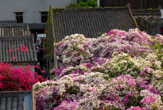 Bougainvillea blooms on rooftops in Gankeng Ancient Town, Shenzhen on March 16, 2025. /VCG