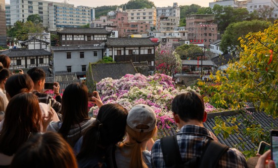 Flower enthusiasts take pictures of bougainvillea in Gankeng Ancient Town, Shenzhen on March 16, 2025. /VCG