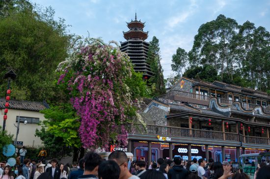 Bougainvillea blooms above a crowd in Gankeng Ancient Town, Shenzhen on March 16, 2025. /VCG