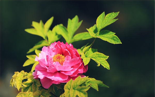 舌尖上有花，古人這樣留住春天