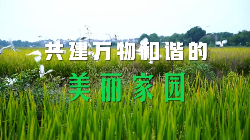微視頻丨共建萬物和諧的美麗家園