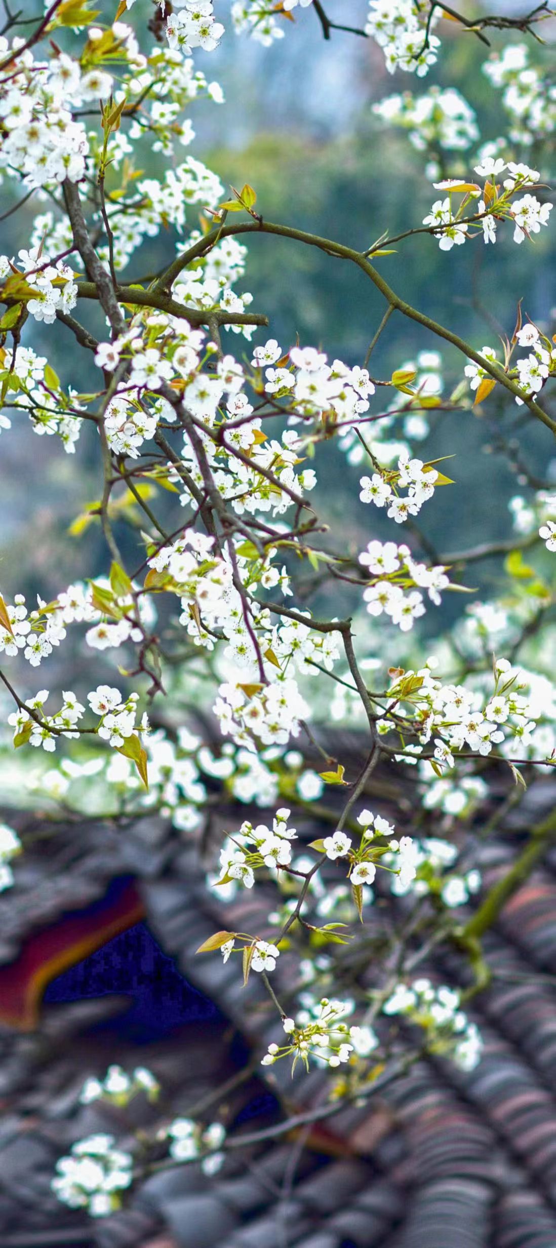 一朵“梨花”，挑起全域旅游擔(dān)子