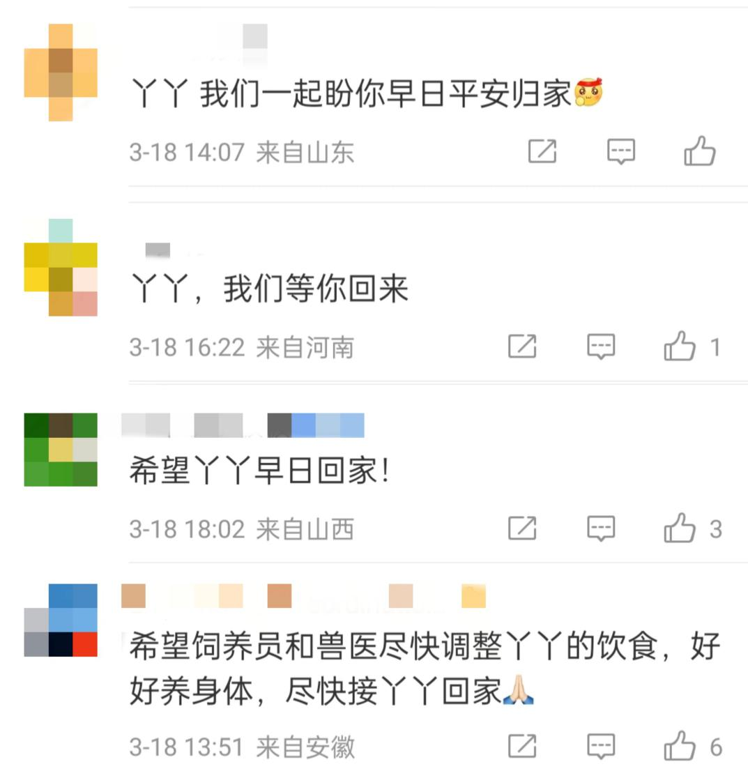 大熊貓“丫丫”回國流程走到哪一步了？最新回應(yīng)
