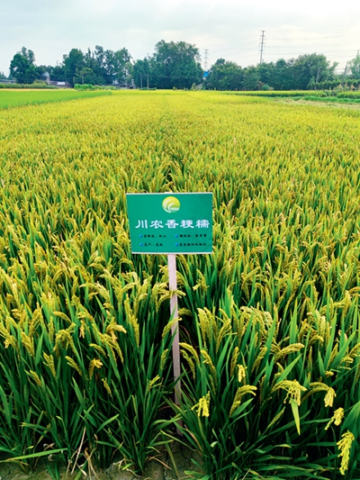 一顆“芯”,一粒種,一條鏈——推進種業(yè)振興的“溫江答卷”