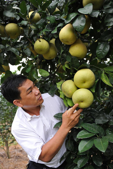 劉坤泳:躬身沃土,成為“文旦柚大王”