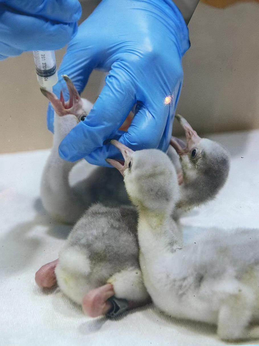 【記者手記】守護好我們的動物“朋友圈”