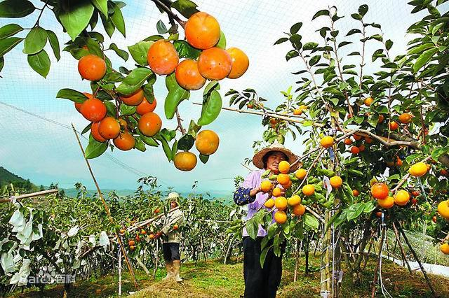仙游臺創園：果實累累，香飄兩岸