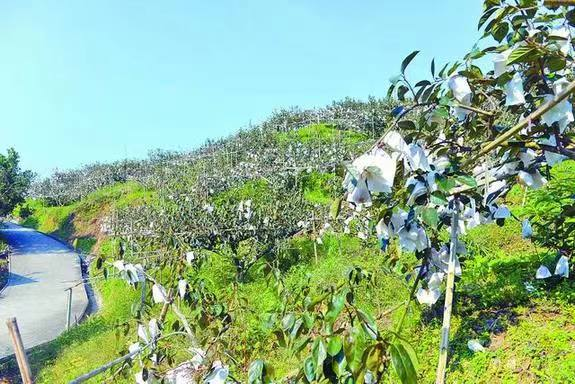 仙游臺創園：果實累累，香飄兩岸