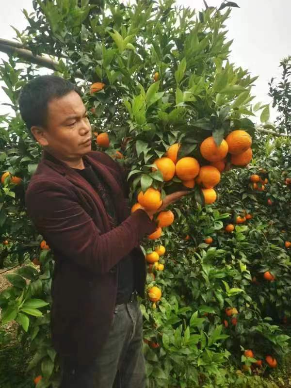 陳國棟：開荒種沃柑結出“共富果”