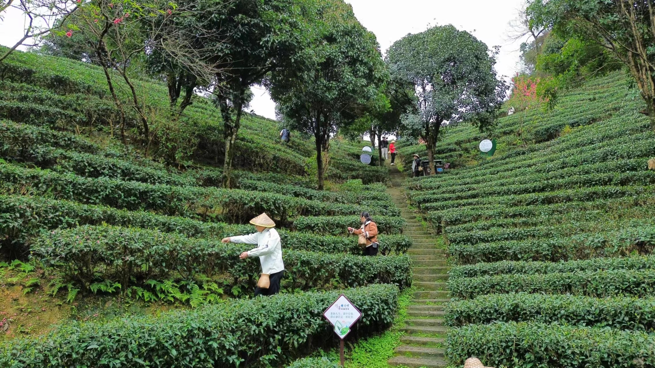 國航助推“引客入昭”，首乘團(tuán)抵達(dá)茶鄉(xiāng)