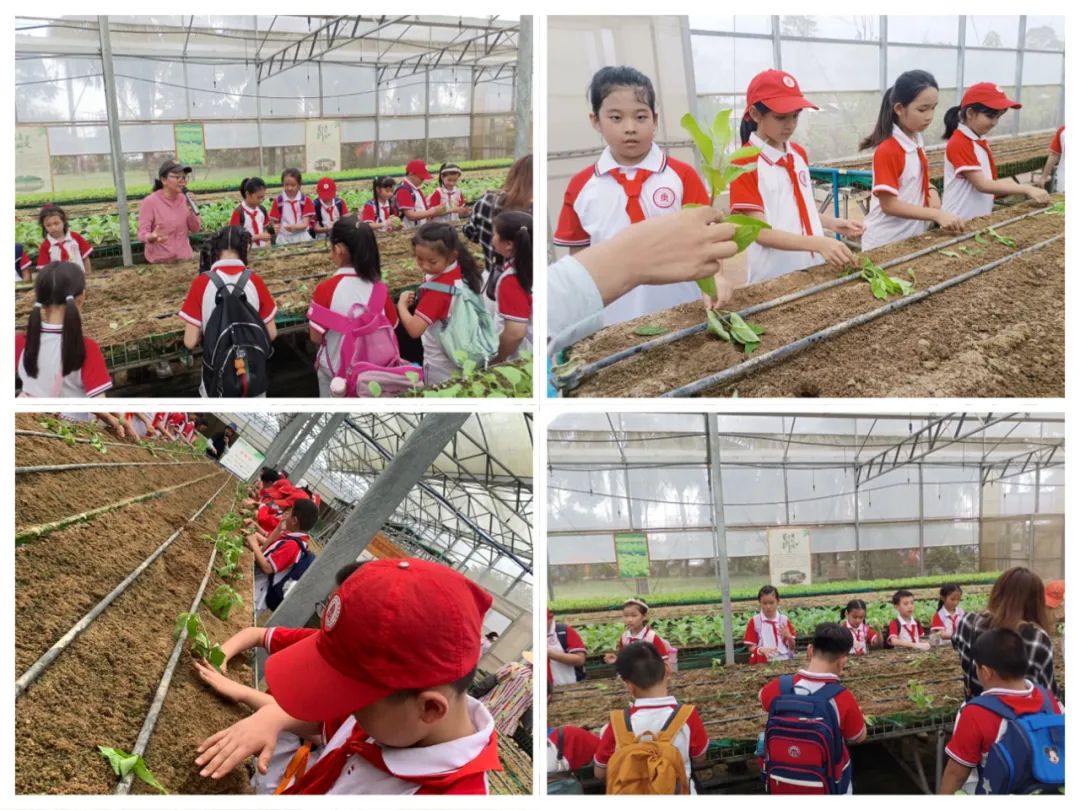 海口南湖紅色文化研究院祝賀與北京師范大學海口附屬學校春季研學旅行活動圓滿成功