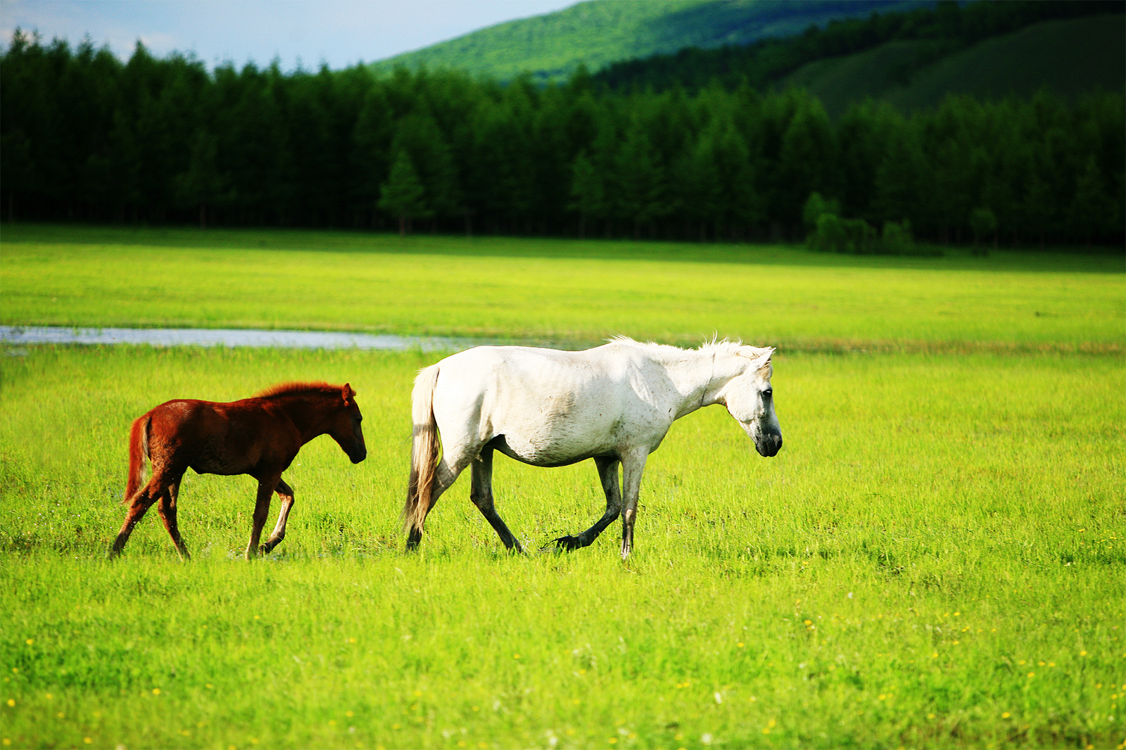 The Sanhe horse: An iconic breed of Hulun Buir Grasslands