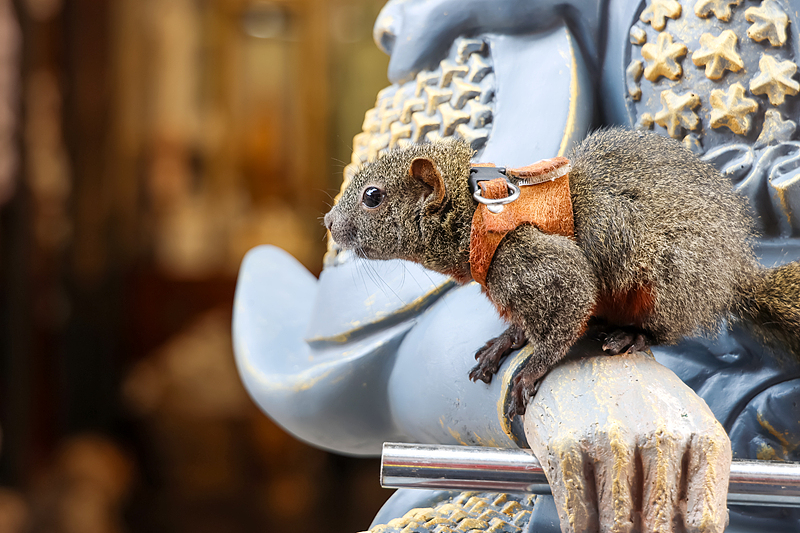 Adorable squirrel draws tourists to Yungang Grottoes