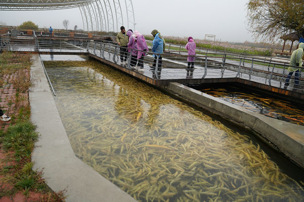 Sayram Lake, a cold-water fish haven and tourist delight