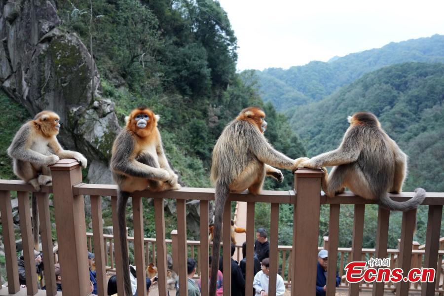 Sichuan golden snub-nosed monkeys play at Yuhe National Natural Reserve in Gansu