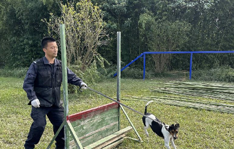 “汪汪隊”神犬是如何煉成的？<